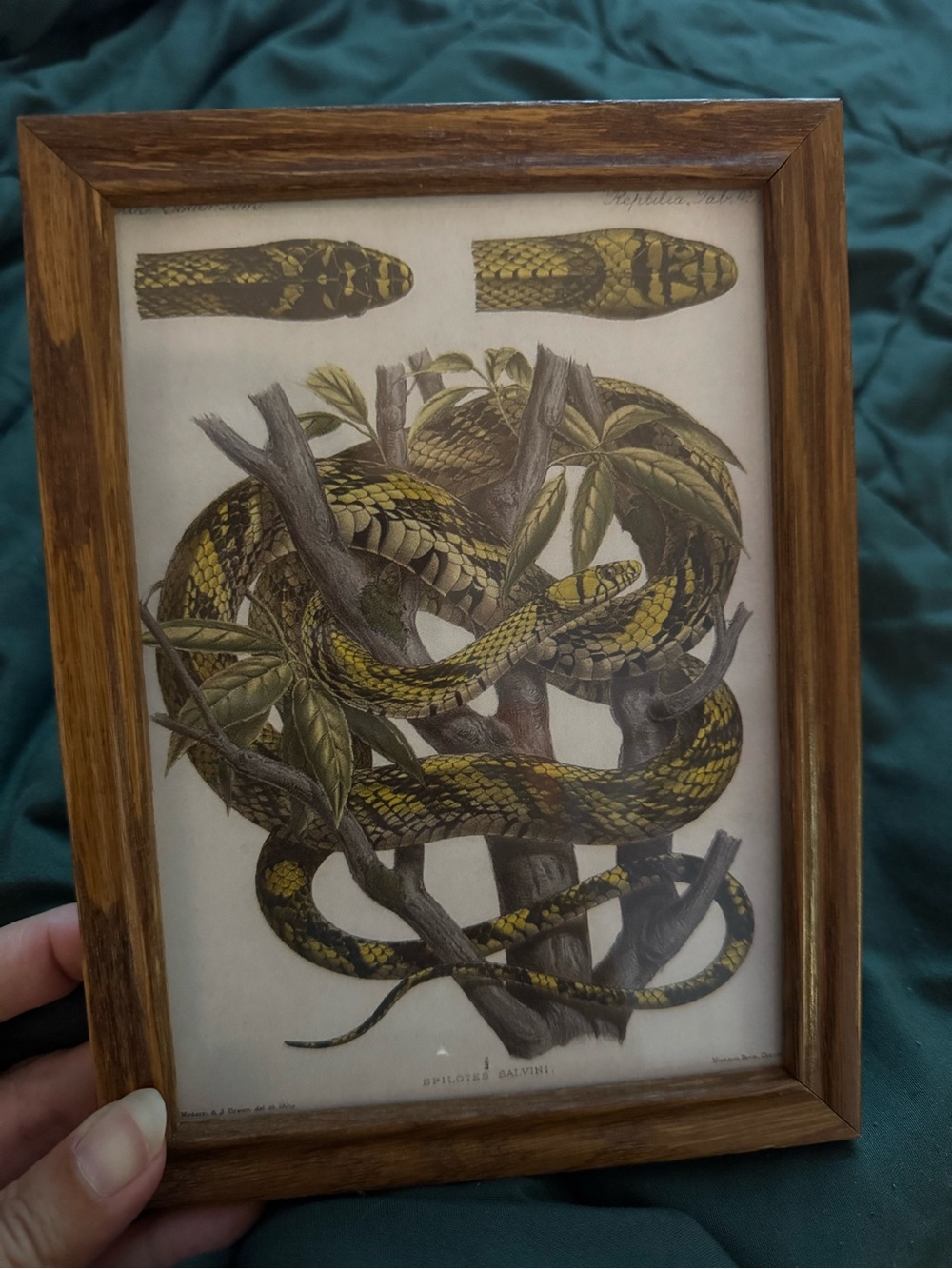 Framed Reptile Art Print - Yellow & Black Snake Illustration